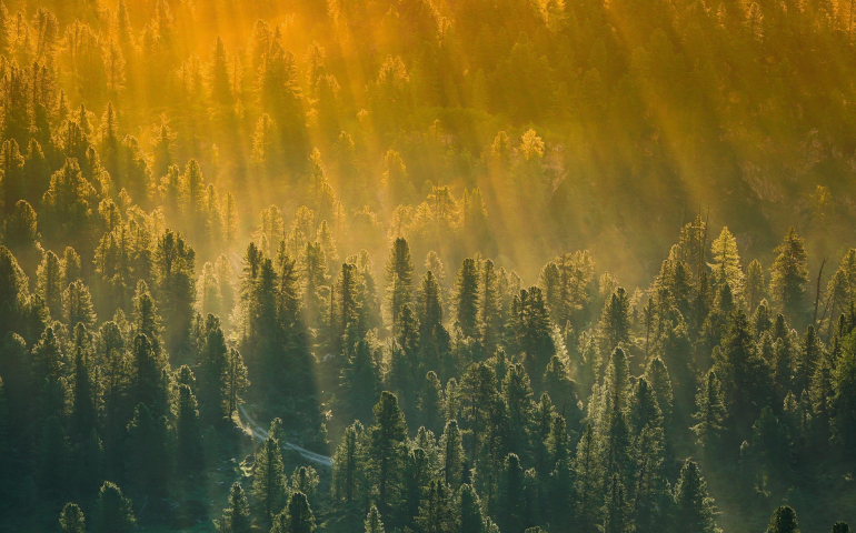 Reducing deforestation
